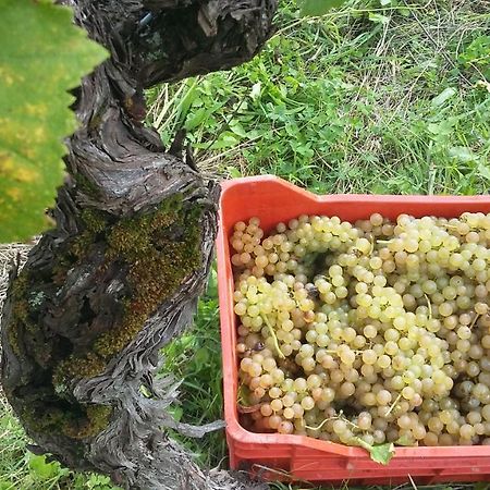Farmstay Kmetija Stekar Kojsko Bagian luar foto