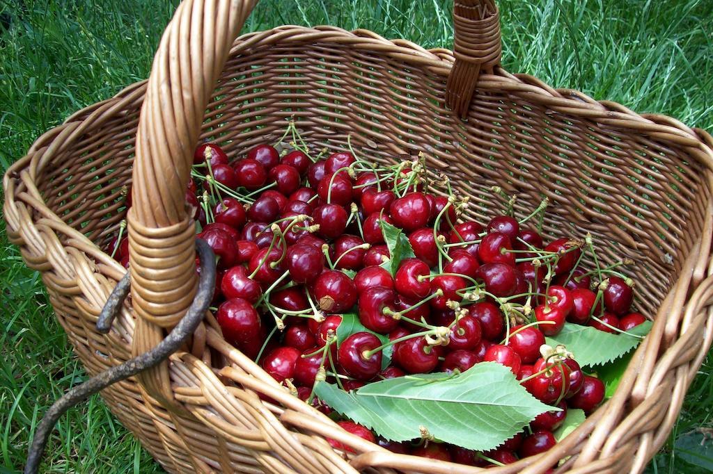 Farmstay Kmetija Stekar Kojsko Bagian luar foto