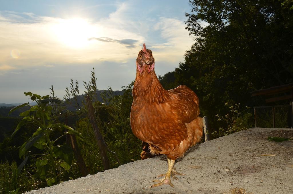 Farmstay Kmetija Stekar Kojsko Bagian luar foto